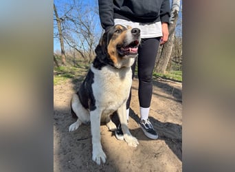 Balu, herzensguter Rüde, ca. 3 Jahre, ca. 70 cm, ca. 36 kg