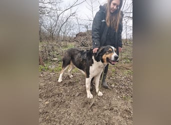 Balu, herzensguter Rüde, ca. 3 Jahre, ca. 70 cm, ca. 36 kg