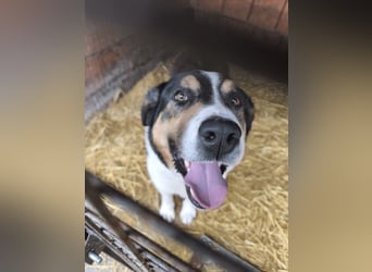 Balu, herzensguter Rüde, ca. 3 Jahre, ca. 70 cm, ca. 36 kg