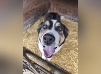 Balu, herzensguter Rüde, ca. 3 Jahre, ca. 70 cm, ca. 36 kg