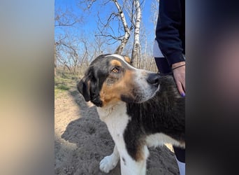 Balu, herzensguter Rüde, ca. 3 Jahre, ca. 70 cm, ca. 36 kg