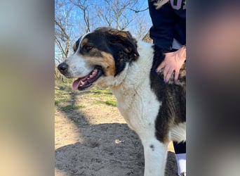 Balu, herzensguter Rüde, ca. 3 Jahre, ca. 70 cm, ca. 36 kg