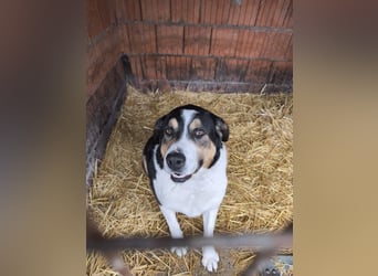 Balu, herzensguter Rüde, ca. 3 Jahre, ca. 70 cm, ca. 36 kg