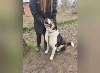 Balu, herzensguter Rüde, ca. 3 Jahre, ca. 70 cm, ca. 36 kg