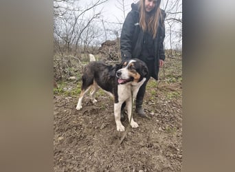 Balu, herzensguter Rüde, ca. 3 Jahre, ca. 70 cm, ca. 36 kg