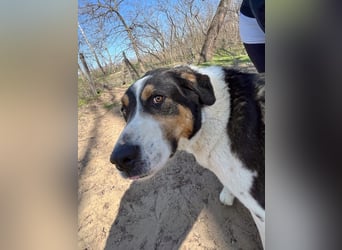 Balu, herzensguter Rüde, ca. 3 Jahre, ca. 70 cm, ca. 36 kg