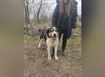 Balu, herzensguter Rüde, ca. 3 Jahre, ca. 70 cm, ca. 36 kg