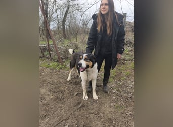 Balu, herzensguter Rüde, ca. 3 Jahre, ca. 70 cm, ca. 36 kg