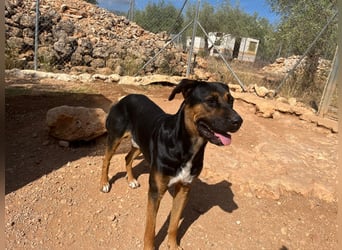 Theo sucht sein Für-immer-Zuhause – großer Kerl mit großem Herzen ❤️