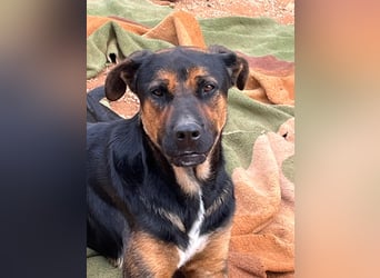 Theo sucht sein Für-immer-Zuhause – großer Kerl mit großem Herzen ❤️