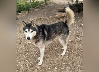 Balto sucht sein Für-immer-Zuhause