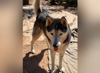 Balto sucht sein Für-immer-Zuhause