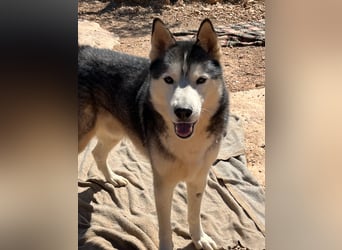 Balto sucht sein Für-immer-Zuhause