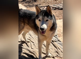 Balto sucht sein Für-immer-Zuhause