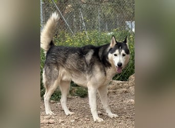 Balto sucht sein Für-immer-Zuhause