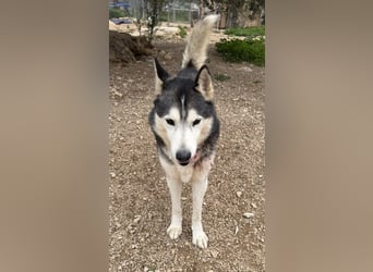 Balto sucht sein Für-immer-Zuhause