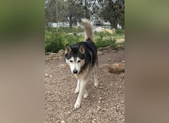 Balto sucht sein Für-immer-Zuhause