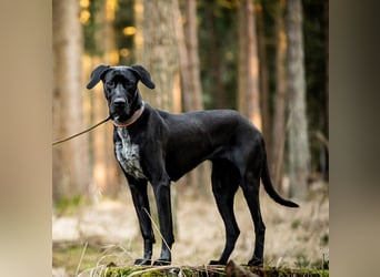 Kaja - ist lernwillig&verspielt