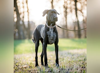 Kaja - ist lernwillig&verspielt