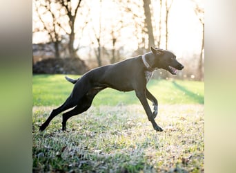 Kaja - ist lernwillig&verspielt