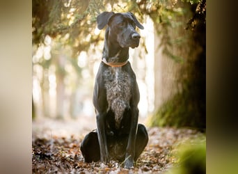 Kaja - ist lernwillig&verspielt