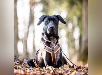 Kaja - ist lernwillig&verspielt