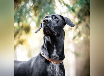 Kaja - ist lernwillig&verspielt