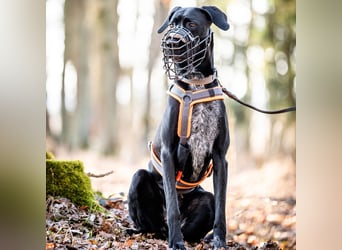 Kaja - ist lernwillig&verspielt