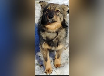 Greta sucht ihr Für -immer -Zuhause ❤️❤️❤️