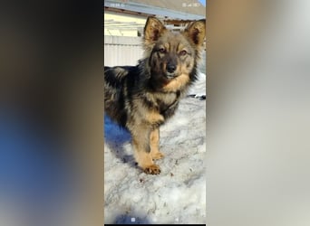 Greta sucht ihr Für -immer -Zuhause ❤️❤️❤️