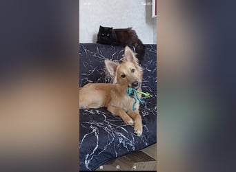 Bertha sucht ihr Für -immer -Zuhause ❤️❤️❤️