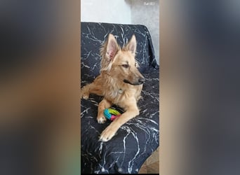 Bertha sucht ihr Für -immer -Zuhause ❤️❤️❤️