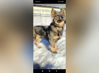 Greta sucht ihr Für -immer -Zuhause ❤️❤️❤️