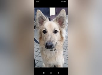 Bertha sucht ihr Für -immer -Zuhause ❤️❤️❤️