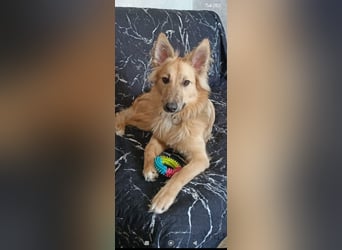 Bertha sucht ihr Für -immer -Zuhause ❤️❤️❤️