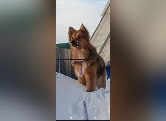 Greta sucht ihr Für -immer -Zuhause ❤️❤️❤️