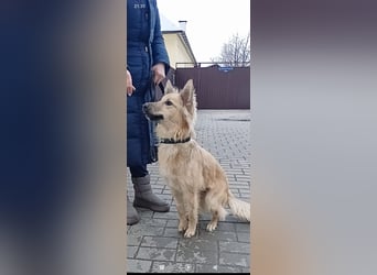 Bertha sucht ihr Für -immer -Zuhause ❤️❤️❤️