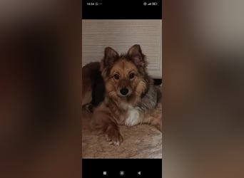 Greta sucht ihr Für -immer -Zuhause ❤️❤️❤️