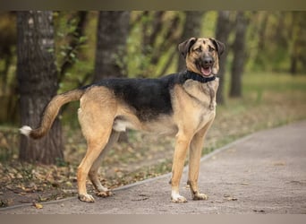 Gib Nosok eine neue Chance...