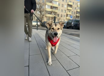 Lada sucht ihre Familie