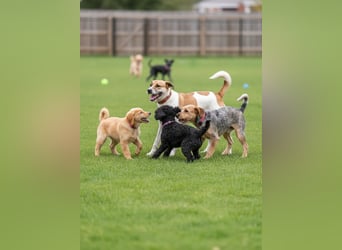 Shonny .. Wer gibt ihm sein für immer zu hause