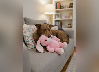 Hündin Archie sucht ein Zuhause