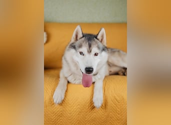 Wunderschöner Rocky sucht Familie
