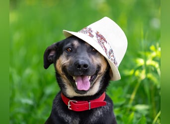 Sean sucht seine begleiter fürs leben