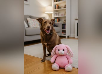 Hündin Archie sucht ein Zuhause