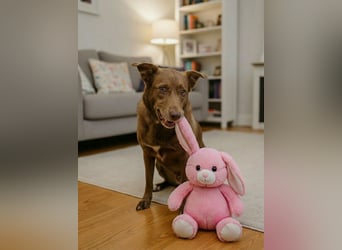 Hündin Archie sucht ein Zuhause