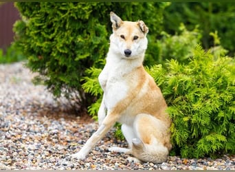 Menschenbezogene Dolly sucht ihre Menschen