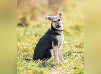 Junger Chernysh möchte die Welt Erkunden