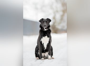 Der freundliche Jack sucht sein Körbchen