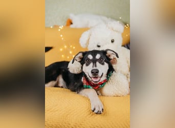 Süße Mia wartet auf ihre Menschen